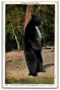 Yosemite National Park California Postcard Any Sugar To Day? At Bear Pits 1930