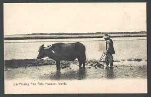 Ca 1911 PPC*  Honolulu Hawaii Hawaiian Plowing Rice Fields Mint