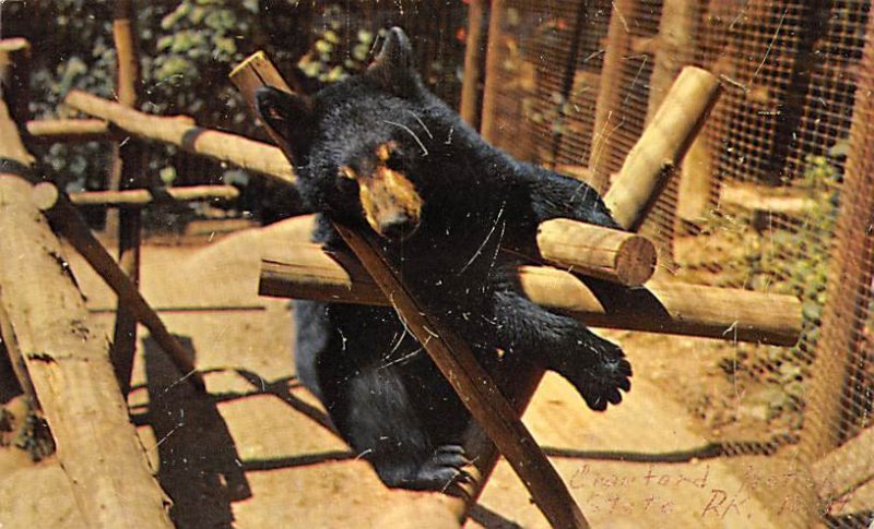 Black Bear, Wildlife Exhibit Crawford Notch State Park, NH, USA Bear Unused 