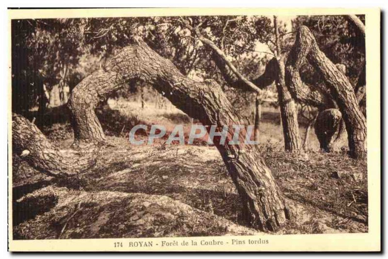 Old Postcard Royan Foret Coubre twisted Pins