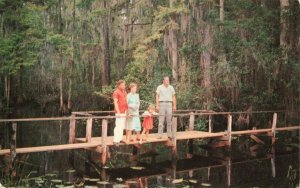 Postcard Highlands Hammock State Park Florida 