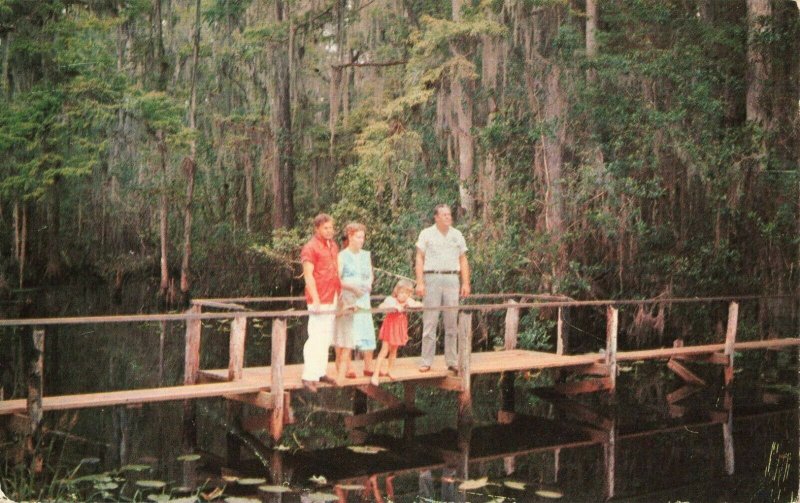 Postcard Highlands Hammock State Park Florida 