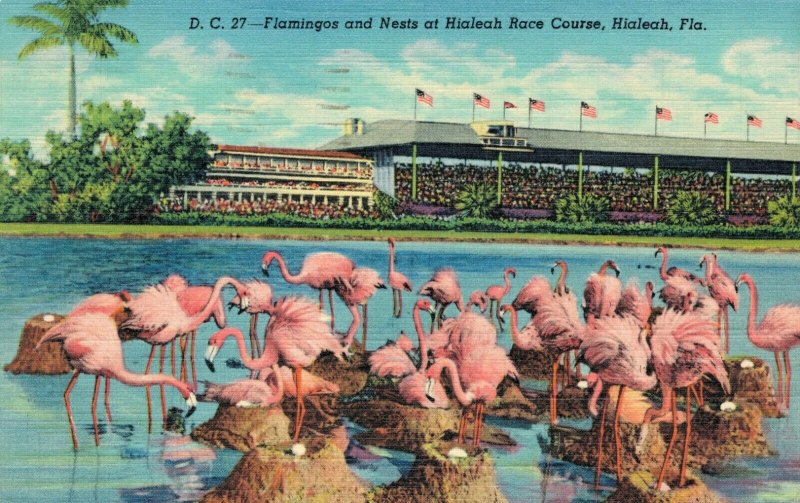 USA Flamingos and Nests at Hialeah Race Course Hialeah Florida 04.91