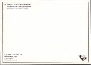 Farming Postcard - Shearing Sheep at Cwmhenog Farm   RR23280