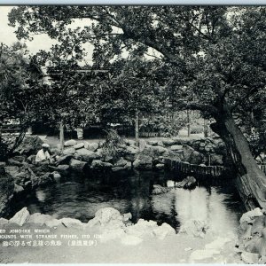 c1930s Ito, Izu, Japan Jono-Ike Pond Strange Fish Postcard Garden Wakayama A55