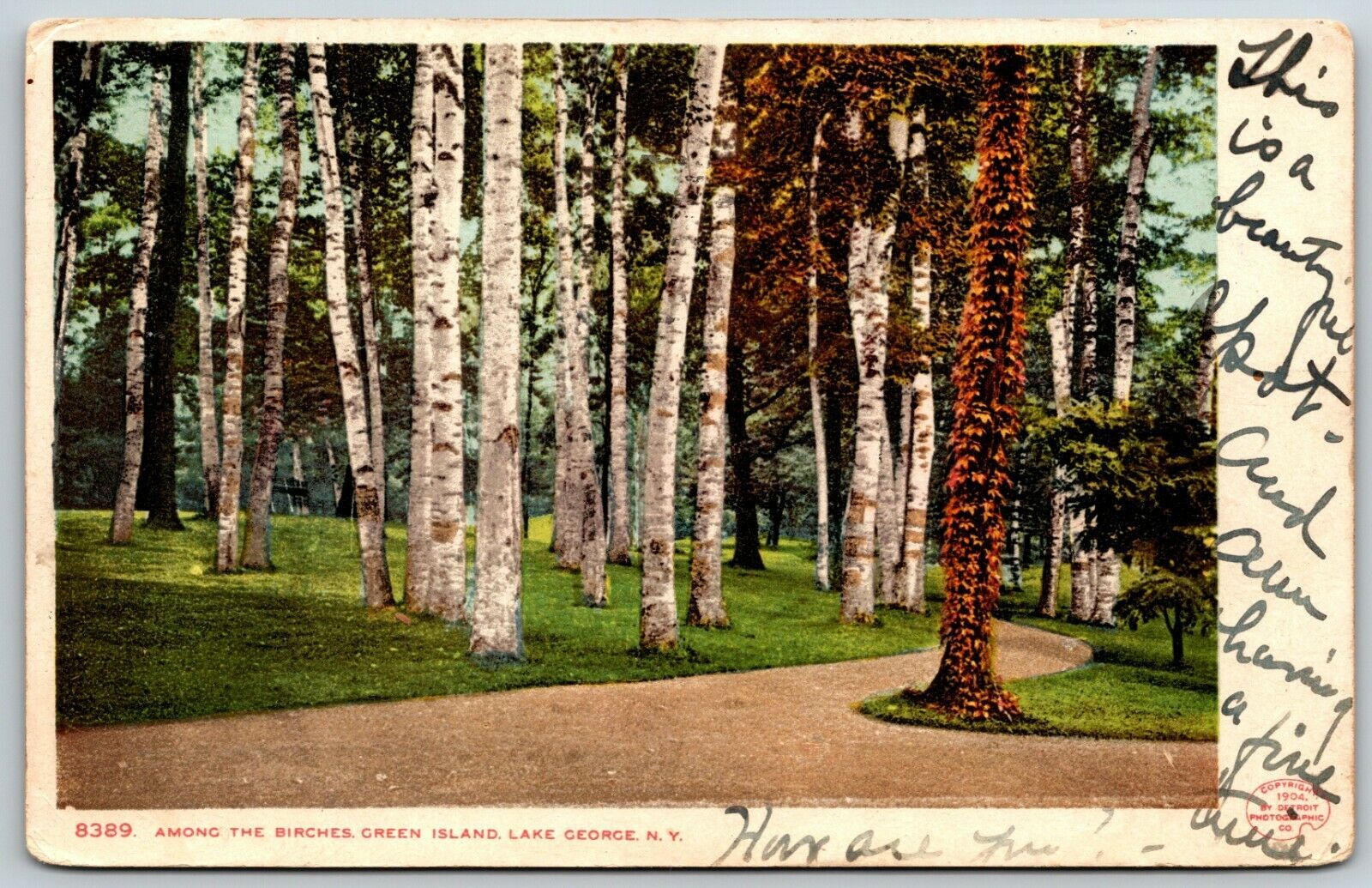 Among the Birches at Green Island Lake, New York Postcard