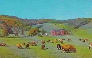 Cows Grazing On A Farm