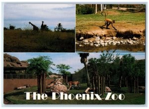 c1950 The Phoenix Zoo Multiple View Animal Park Giraffe Monkey Tiger AZ Postcard