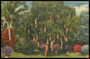 Sausage Tree, Riviera Gardens, Miami, Fla