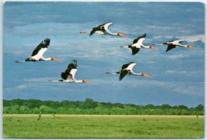 M-28950 Wood Ibis Ibis Ibis Lake Manyara National Park Tanzania Africa