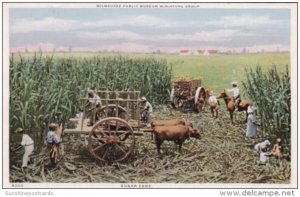 Harvesting Sugar Cane Milwaukee Public Museum Milwaukee Wisconsin Detroit Pub...