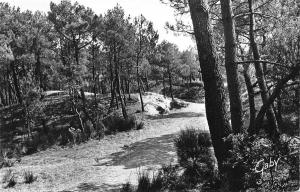 BR19904 la foret Foret de saint brevin  France