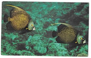 Road Town, Tortola British Virgin Islands to US 1971 Postcard Angel Fish Sct 216