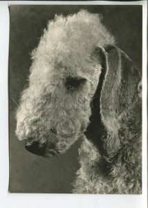 465682 USSR 1961 year photo of Eric Tylinik dog bedlington terrier postcard