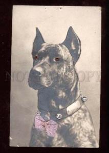 3025394 GREAT DANE w/ Real Bow. Vintage Photo PC