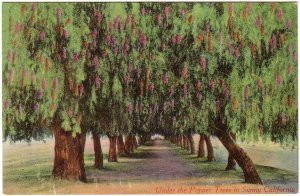 Under The Pepper Trees In Sunny California, Antique Postcard