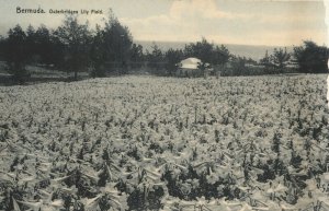 Bermuda Outerbridge Lily Field Vintage Postcard 03.72