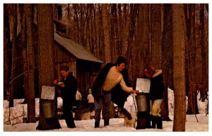 Canada  Morrisburg ONT  Upper Canada Village   Saps running