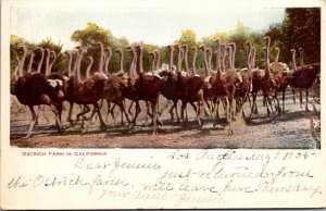 California South Pasadena Cawston's Ostrich Farm Flock Of Ostriches 1905