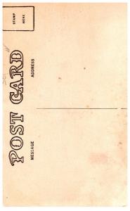 Dog American Bull Terrier Patriotic