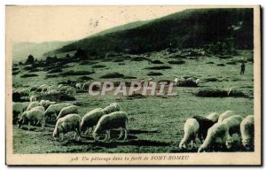 Font Romeu Old Postcard A pasture in the forest (sheep)