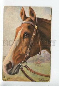 3182590 Head of English Race HORSE by THOMAS Vintage TUCK PC