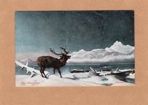 The Challenge Antique/Vintage Postcard Bull Elk/European Deer Nature Wildlife