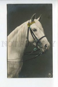424180 White HORSE Vintage tinted postcard