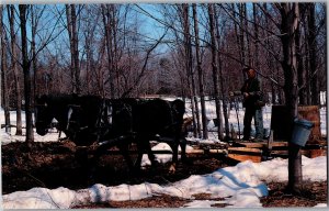 Maple Sugar Time in Vermont Chrome Postcard Y15