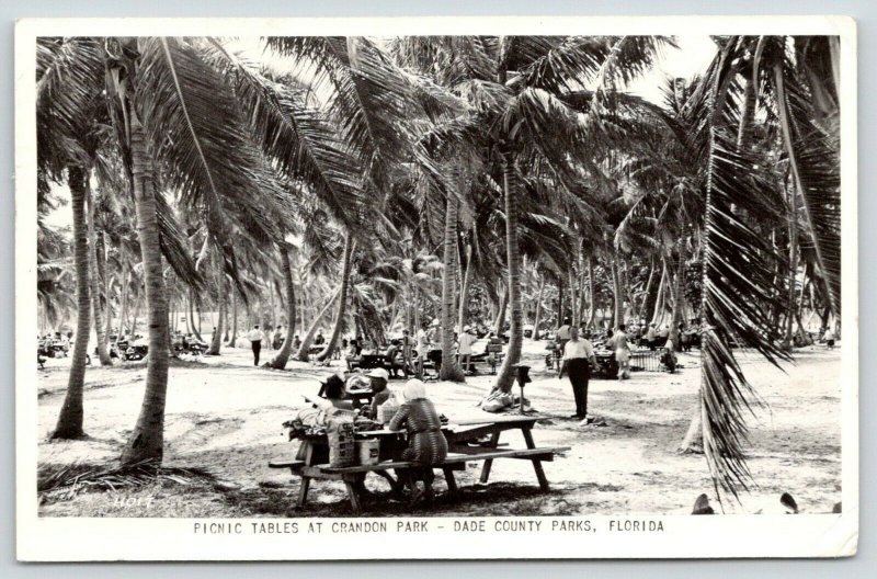 Miami Beach Dade County Florida~Crowded Crandon Park Picnic Tables~1950 RPPC