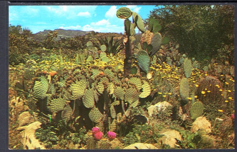 Prickly Pear Cactus,Desrt Garden