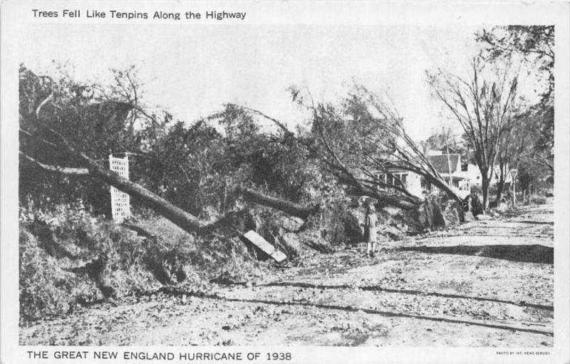 The New England Hurricane of 1938  Trees fell Like Tenpins along the hi...