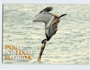Postcard Eastern brown pelican, Port St. Lucie, Florida