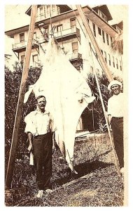 12 foot Sailfish caught in Florida RPPC