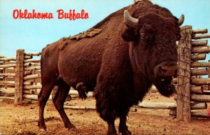 Oklahoma Buffalo