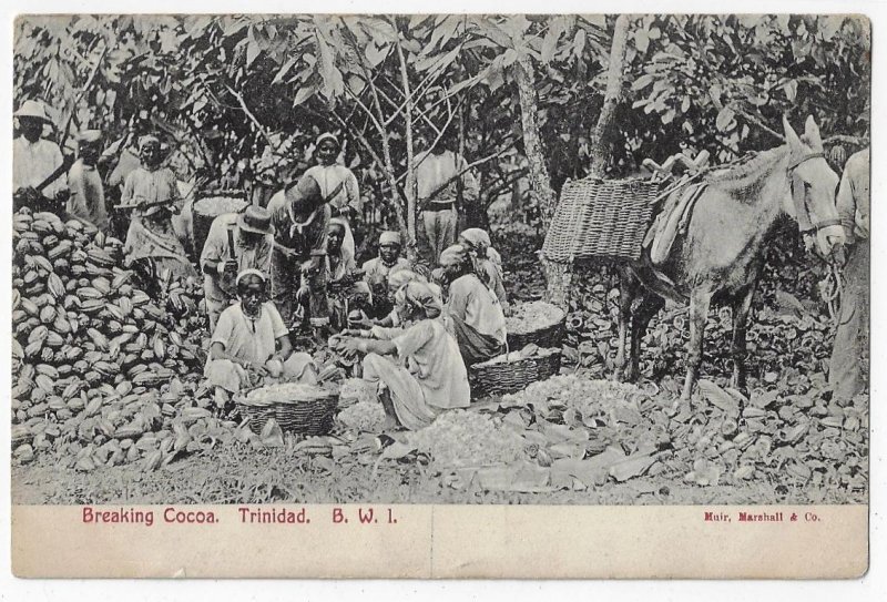 Breaking Cocoa Trinidad British West Indies Native Laborers Agriculture Burro