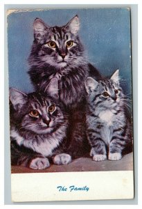 Vintage 1954 Photo Postcard Three Cute Cats - The Family
