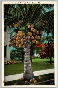 Palm Beach Florida 1930s Postcard Cocoanut Tree