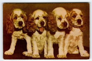 Row Of Cocker Spaniel Puppy Dogs Postcard Chrome Vintage Cute Unposted M Roberts