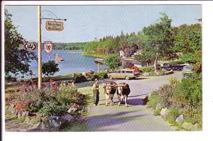 Champion Pair, Oxen, Braemar, Nova Scotia, Used 1965