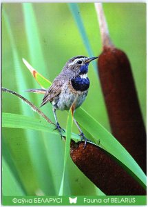 VINTAGE CONTINENTAL SIZE POSTCARD THE BLUETHROAT BIRD OF BELARUS POSTED 2020