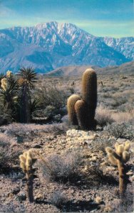 Postcard United States desert panorama Cholla cactus Mojave Yucca