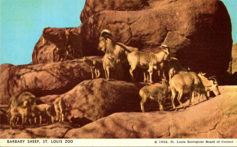 Missouri St Louis Zoo Barbary Sheep