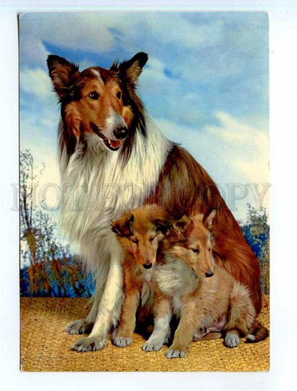 251687 Czechoslovakia COLLIE dog w/ puppies Old PHOTO postcard