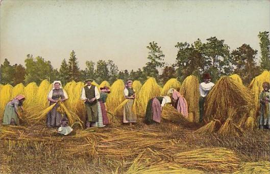 European Farmers In Hay Field