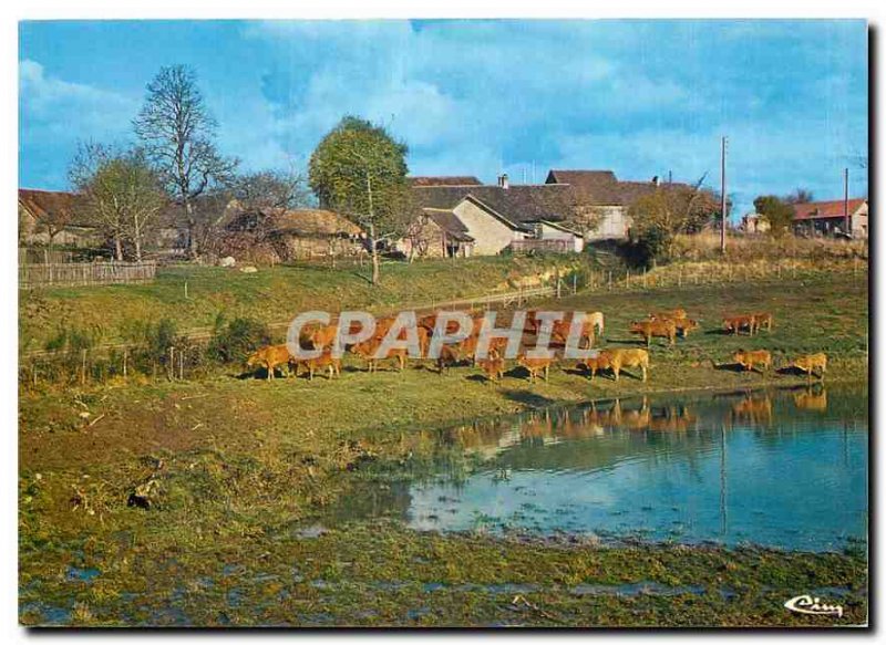 Postcard Modern Sites and Landscapes Limousin Herd Limousin (Haute vienna)