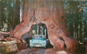 California Wawona Auto Drive Thru Yosemite NP Park Postcard Roberts 21-3423