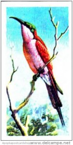 Brooke Bond Trade Card Tropical Birds No 17 Southern Carmine Bee-Eater