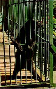 Michigan City, IN Indiana  BEAR STANDING UP Washington Park Zoo  ANIMAL Postcard