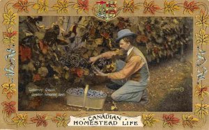 Gathering Grapes Canadian Homestead Life Canada 1910c postcard